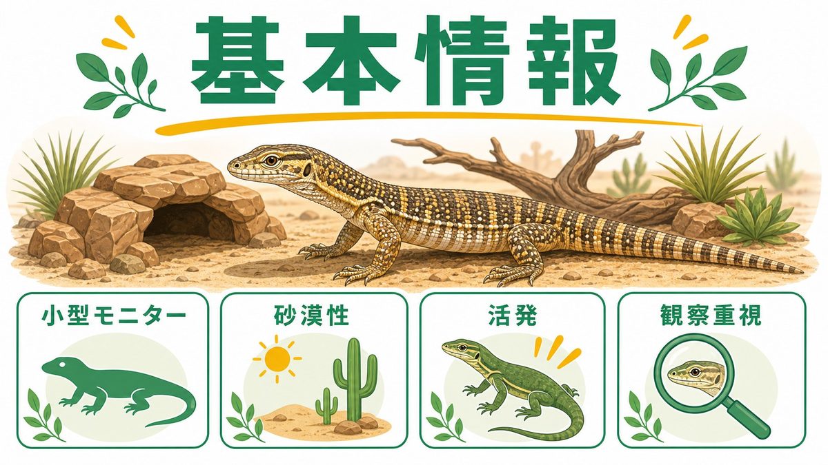 アッキーモニターってどんなトカゲ？の要点をまとめたカメレオン・爬虫類飼育インフォグラフィック