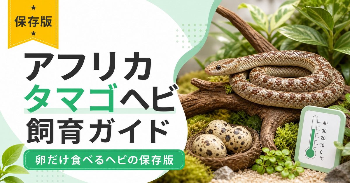 アフリカタマゴヘビ（ダシペルティス属）飼育完全ガイド｜卵だけ食べるヘビの特徴・飼い方の要点を伝えるカメレオン・爬虫類記事アイキャッチ画像