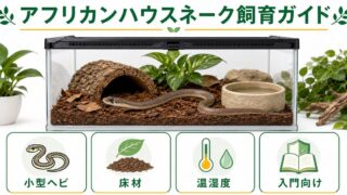 アフリカンハウスネーク（Boaedon fuliginosus）飼育完全ガイド！入門向け小型ヘビの特徴・飼育環境・餌・コーンスネークとの違いを徹底解説の要点を伝えるカメレオン・爬虫類記事アイキャッチ画像