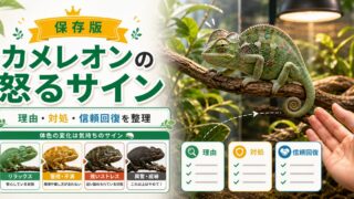 【怒る！】カメレオンの怒る理由・サインとその対処法について徹底解説！【体色変化！】の要点を伝えるカメレオン・爬虫類記事アイキャッチ画像