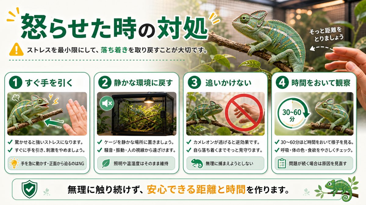 もしカメレオンを怒らせてしまったらの要点をまとめたカメレオン・爬虫類飼育インフォグラフィック