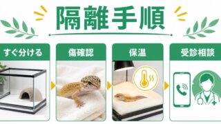 アリ・アリ卵を爬虫類の餌に！完全ガイド｜アリ食カメレオン・小型ヤモリへの培養・採取・給餌方法を徹底解説の要点を伝えるカメレオン・爬虫類記事アイキャッチ画像