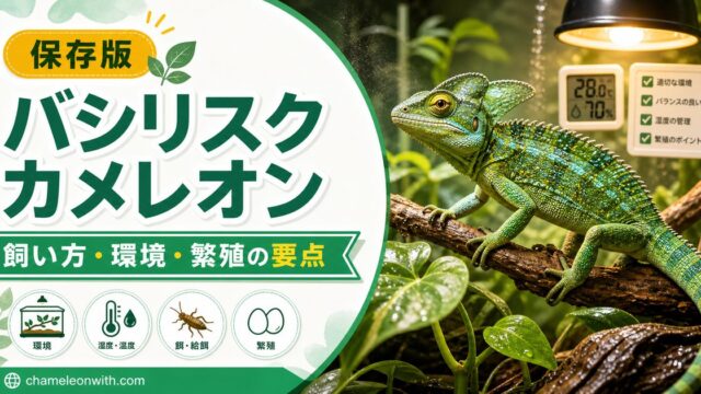 バシリスクカメレオンの飼い方・育て方を徹底解説！生息地・繁殖・注意点についても網羅！の要点を伝えるカメレオン・爬虫類記事アイキャッチ画像
