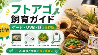 フトアゴヒゲトカゲ（Pogona vitticeps）完全飼育ガイド！特徴・ケージ・UVB・餌・ハンドリングを徹底解説の要点を伝えるカメレオン・爬虫類記事アイキャッチ画像