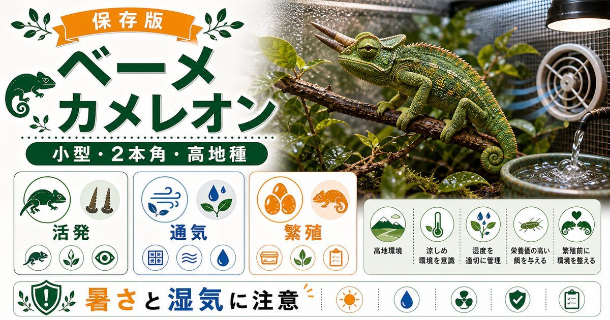 【繁殖に成功！】ベーメカメレオンの飼育方法を徹底解説！【おすすめ餌・産卵用アイテム】の要点を伝えるカメレオン・爬虫類記事アイキャッチ画像