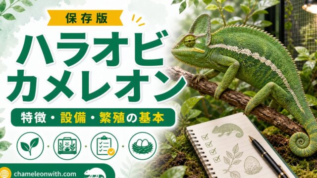 ハラオビカメレオンの特徴や飼育方法・育て方・生息地・繁殖・注意点について徹底解説！の要点を伝えるカメレオン・爬虫類記事アイキャッチ画像