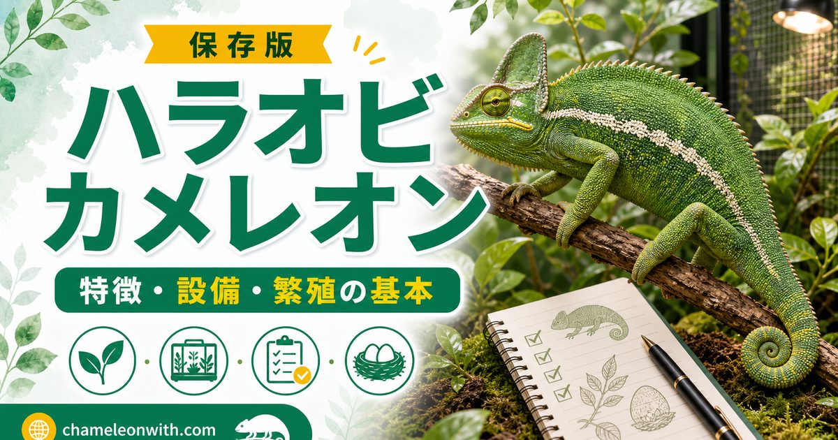 ハラオビカメレオンの特徴や飼育方法・育て方・生息地・繁殖・注意点について徹底解説！の要点を伝えるカメレオン・爬虫類記事アイキャッチ画像
