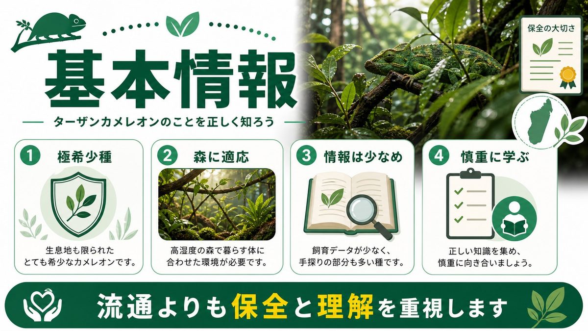 ターザンカメレオンの基本情報の要点をまとめたカメレオン・爬虫類飼育インフォグラフィック