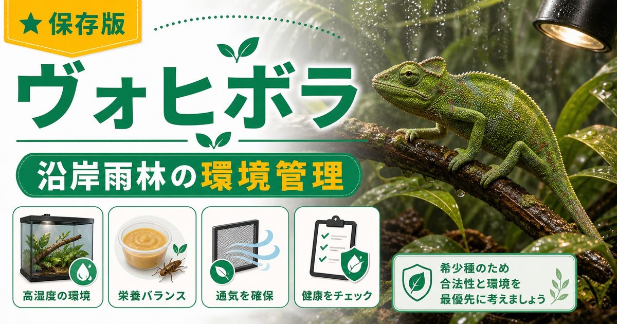 【カルンマ・ヴォヒボラ】Calumma vohibola の特徴・生態・飼育方法を徹底解説！マダガスカル東部沿岸の希少カメレオンの要点を伝えるカメレオン・爬虫類記事アイキャッチ画像