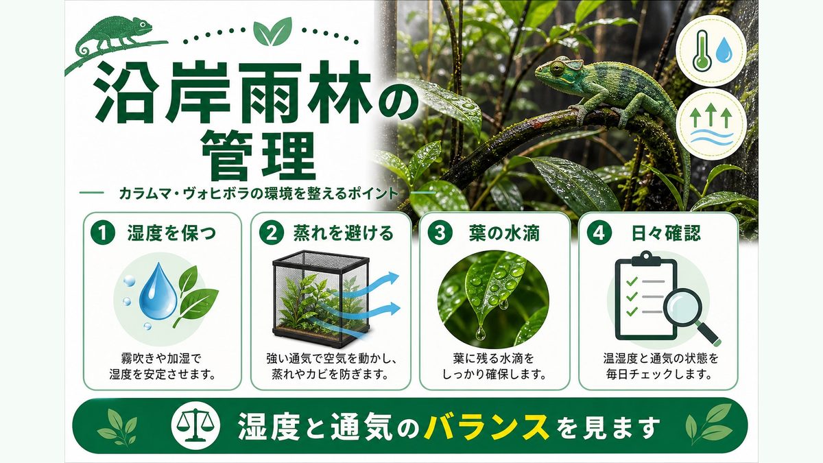 温度・湿度管理 - 沿岸雨林を再現するの要点をまとめたカメレオン・爬虫類飼育インフォグラフィック
