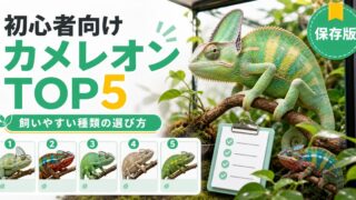 カメレオン種類ランキング初心者向けTOP5！飼いやすい種の選び方と比較の要点を伝えるカメレオン・爬虫類記事アイキャッチ画像