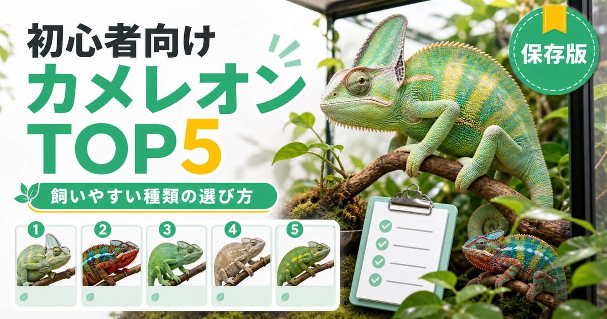 カメレオン種類ランキング初心者向けTOP5！飼いやすい種の選び方と比較の要点を伝えるカメレオン・爬虫類記事アイキャッチ画像