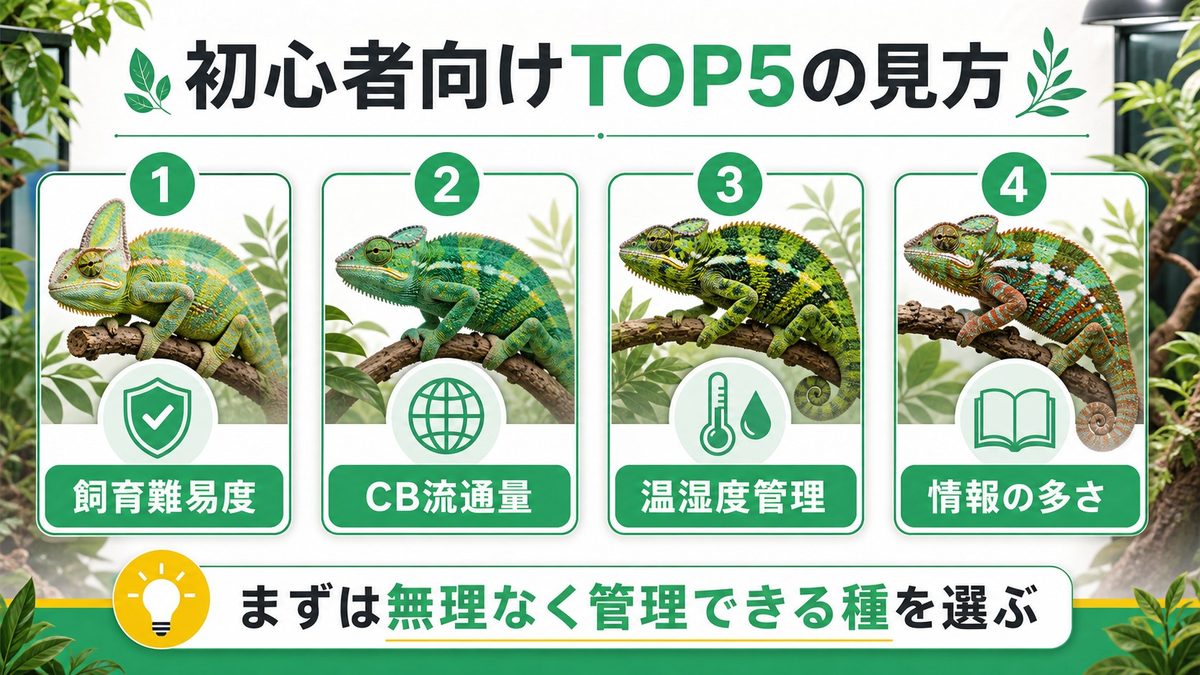 初心者向けカメレオン TOP5 詳細解説の要点をまとめたカメレオン・爬虫類飼育インフォグラフィック
