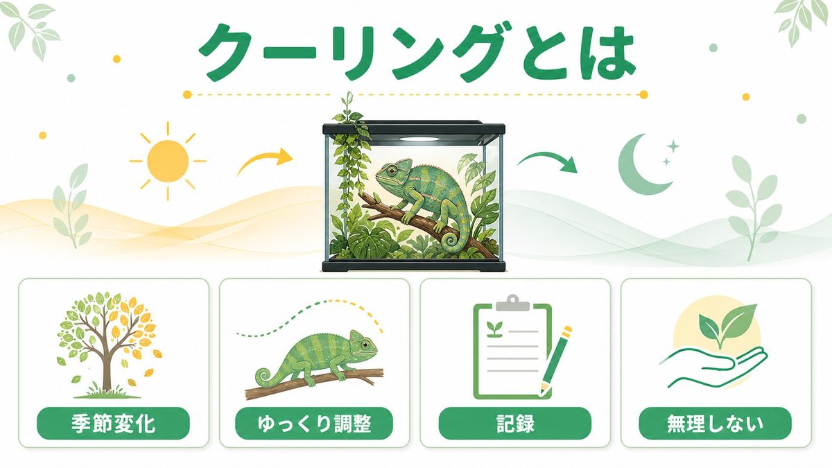 🌡️ クーリング（降温管理）とは？基本をおさえようの要点をまとめたカメレオン・爬虫類飼育インフォグラフィック