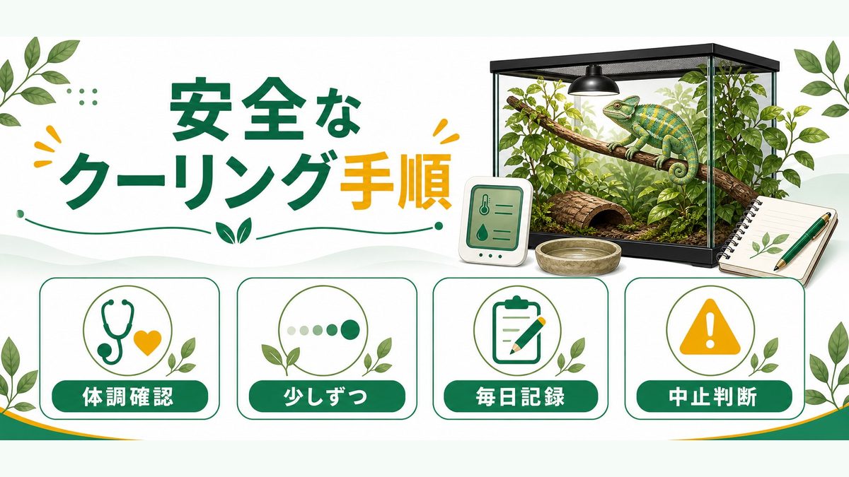 🌡️ 安全なクーリングの具体的な方法・手順の要点をまとめたカメレオン・爬虫類飼育インフォグラフィック