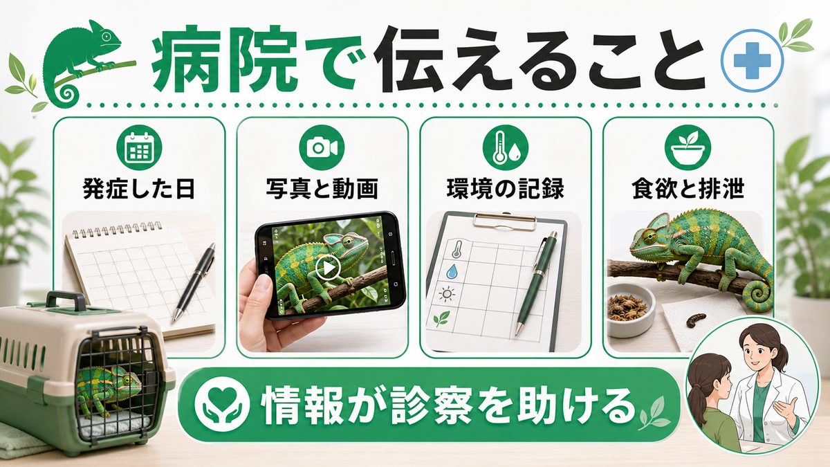 動物病院での治療｜処置内容と費用の目安の要点をまとめたカメレオン・爬虫類飼育インフォグラフィック