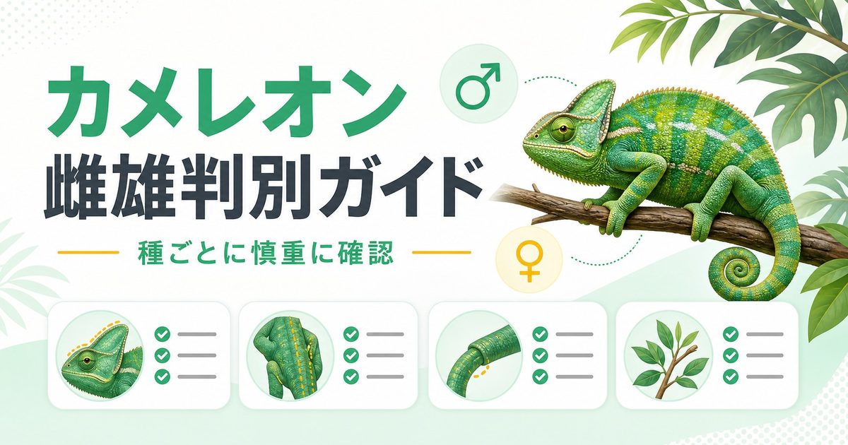 カメレオンのオス・メス見分け方完全ガイド！種別の雌雄判別ポイント・飼育の違い・購入時の注意点を徹底解説の要点を伝えるカメレオン・爬虫類記事アイキャッチ画像