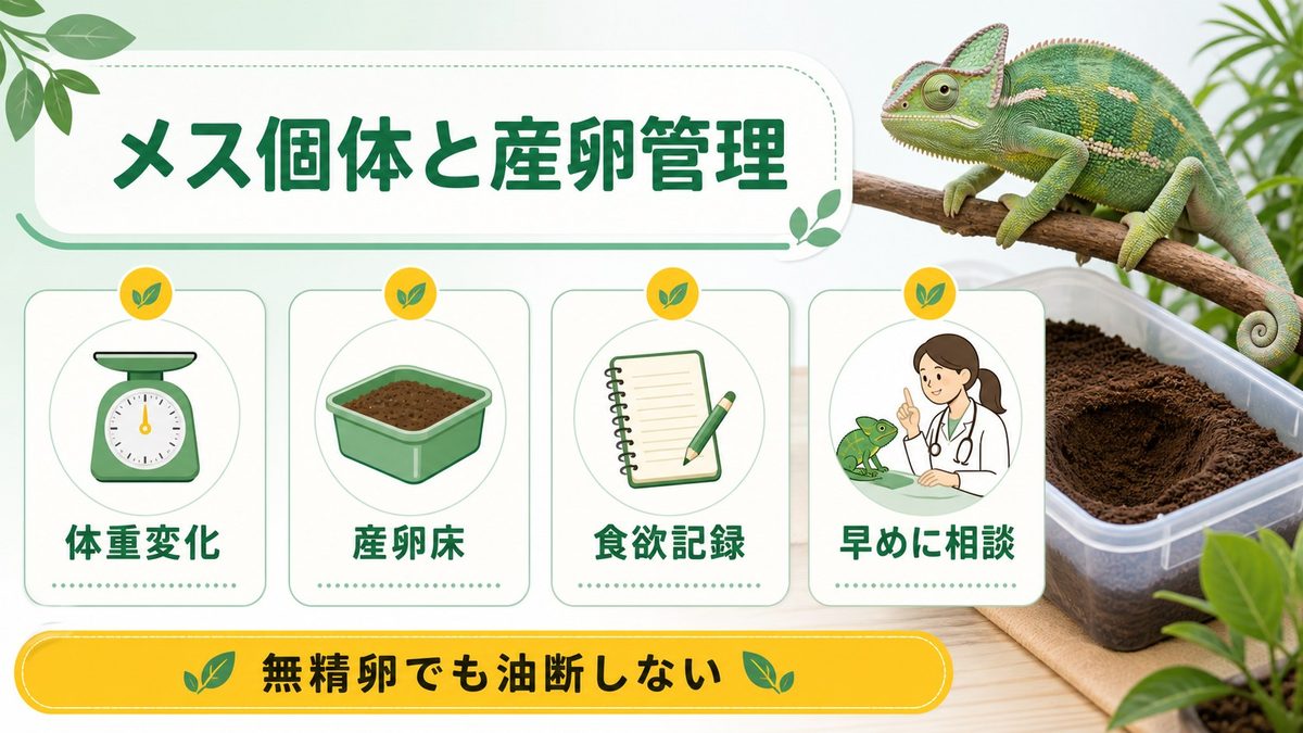 メス個体の特徴と産卵管理の要点をまとめたカメレオン・爬虫類飼育インフォグラフィック