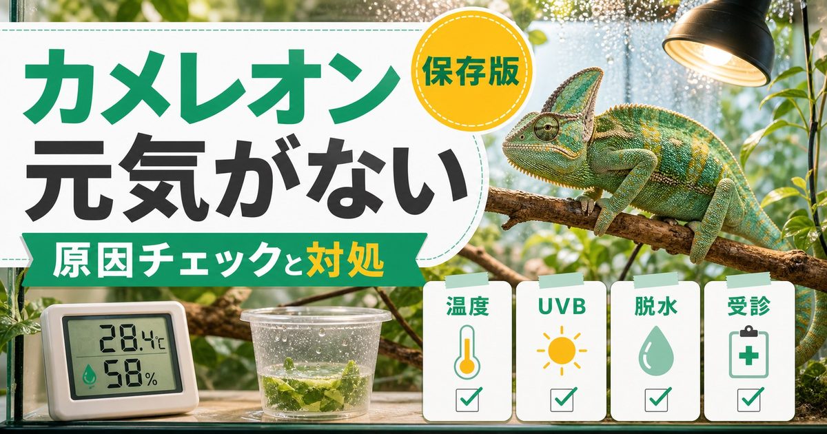 カメレオンが動かない・元気がない！原因チェックリストと対処法を徹底解説の要点を伝えるカメレオン・爬虫類記事アイキャッチ画像