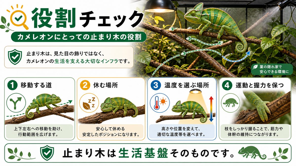 カメレオンにとっての止まり木の役割の要点をまとめたカメレオン・爬虫類飼育インフォグラフィック