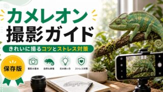 カメレオンの写真撮影完全ガイド！きれいに撮るコツ・おすすめカメラ・スマホ接写・ストレスをかけない撮影方法を徹底解説の要点を伝えるカメレオン・爬虫類記事アイキャッチ画像