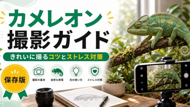 カメレオンの写真撮影完全ガイド！きれいに撮るコツ・おすすめカメラ・スマホ接写・ストレスをかけない撮影方法を徹底解説の要点を伝えるカメレオン・爬虫類記事アイキャッチ画像