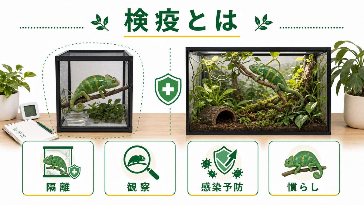 そもそも検疫（トリートメント）とは何か？なぜ必要なの？の要点をまとめたカメレオン・爬虫類飼育インフォグラフィック