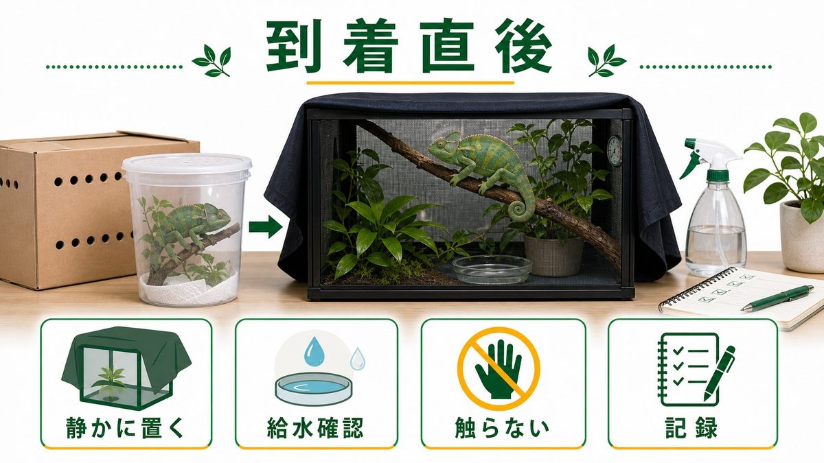 到着直後〜48時間の正しい対応の要点をまとめたカメレオン・爬虫類飼育インフォグラフィック