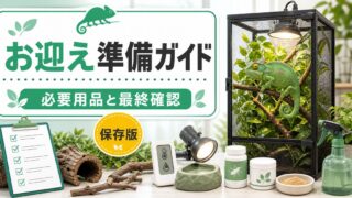 カメレオンを飼いたい！初心者向けスタートアップ完全ガイド！必要なもの・費用・お迎え準備チェックリストの要点を伝えるカメレオン・爬虫類記事アイキャッチ画像