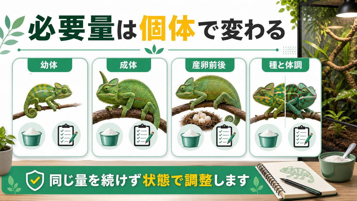 🦎 幼体・成体・妊娠メス・種別でサプリ量は変わる!の要点をまとめたカメレオン・爬虫類飼育インフォグラフィック