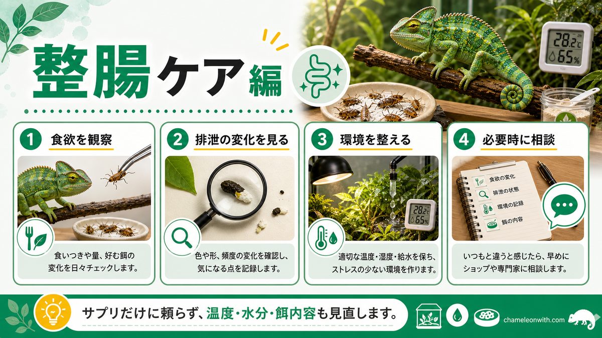 どんなのがある？サプリメント！〜整腸剤編〜の要点をまとめたカメレオン・爬虫類飼育インフォグラフィック