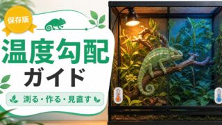 カメレオンの温度勾配（サーマルグラジエント）完全ガイド！バスキングスポット設定・ケージ内温度差・体温調節行動を徹底解説の要点を伝えるカメレオン・爬虫類記事アイキャッチ画像