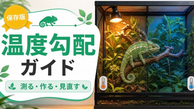 カメレオンの温度勾配（サーマルグラジエント）完全ガイド！バスキングスポット設定・ケージ内温度差・体温調節行動を徹底解説の要点を伝えるカメレオン・爬虫類記事アイキャッチ画像