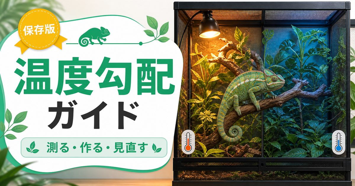 カメレオンの温度勾配（サーマルグラジエント）完全ガイド！バスキングスポット設定・ケージ内温度差・体温調節行動を徹底解説の要点を伝えるカメレオン・爬虫類記事アイキャッチ画像
