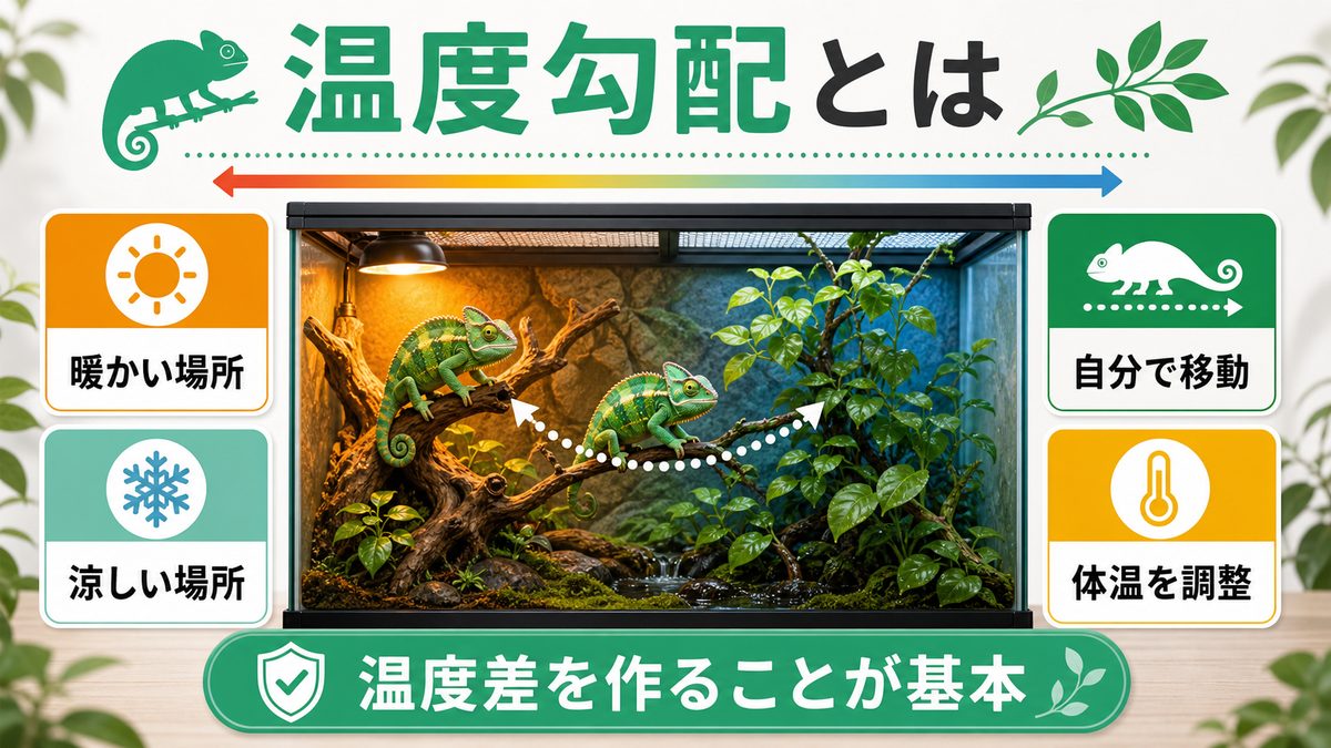🌡️ 温度勾配（サーマルグラジエント）とは？外温動物の体温調節の仕組みの要点をまとめたカメレオン・爬虫類飼育インフォグラフィック