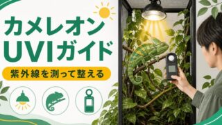 カメレオンのUVI（紫外線指数）完全ガイド！UVIメーターの使い方・適正値・ライト選び・健康への影響を徹底解説の要点を伝えるカメレオン・爬虫類記事アイキャッチ画像