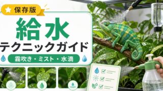 カメレオンの給水テクニック完全ガイド！ドリッパー・霧吹き・スポイト・葉水滴の使い分けを徹底解説の要点を伝えるカメレオン・爬虫類記事アイキャッチ画像