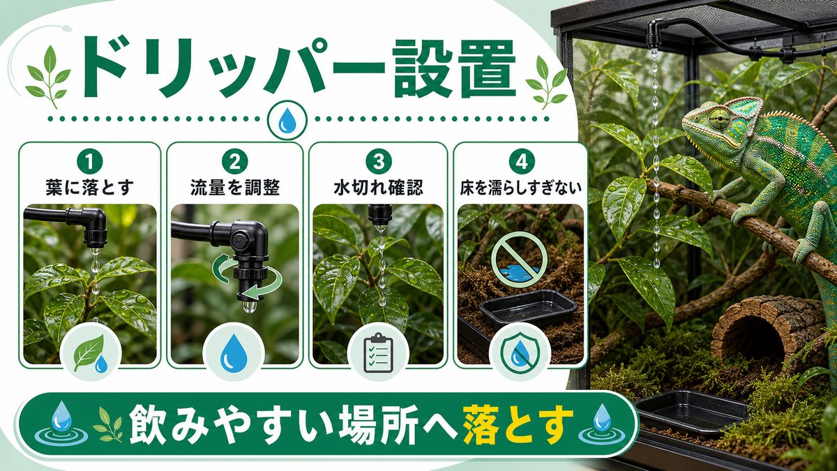 🌿 ドリッパーの使い方と設置方法の要点をまとめたカメレオン・爬虫類飼育インフォグラフィック