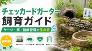 チェッカードガータースネーク（Thamnophis marcianus）飼育完全ガイド！北米産斑模様のガーターの特徴・ケージ・餌・繁殖を徹底解説の要点を伝えるカメレオン・爬虫類記事アイキャッチ画像