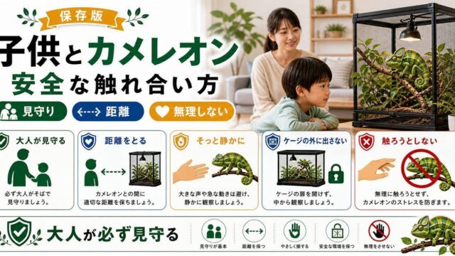 【子供とカメレオン】カメレオンとの触れ合い方・扱い方・ハンドリング指南！の要点を伝えるカメレオン・爬虫類記事アイキャッチ画像