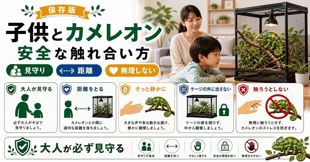 【子供とカメレオン】カメレオンとの触れ合い方・扱い方・ハンドリング指南！の要点を伝えるカメレオン・爬虫類記事アイキャッチ画像