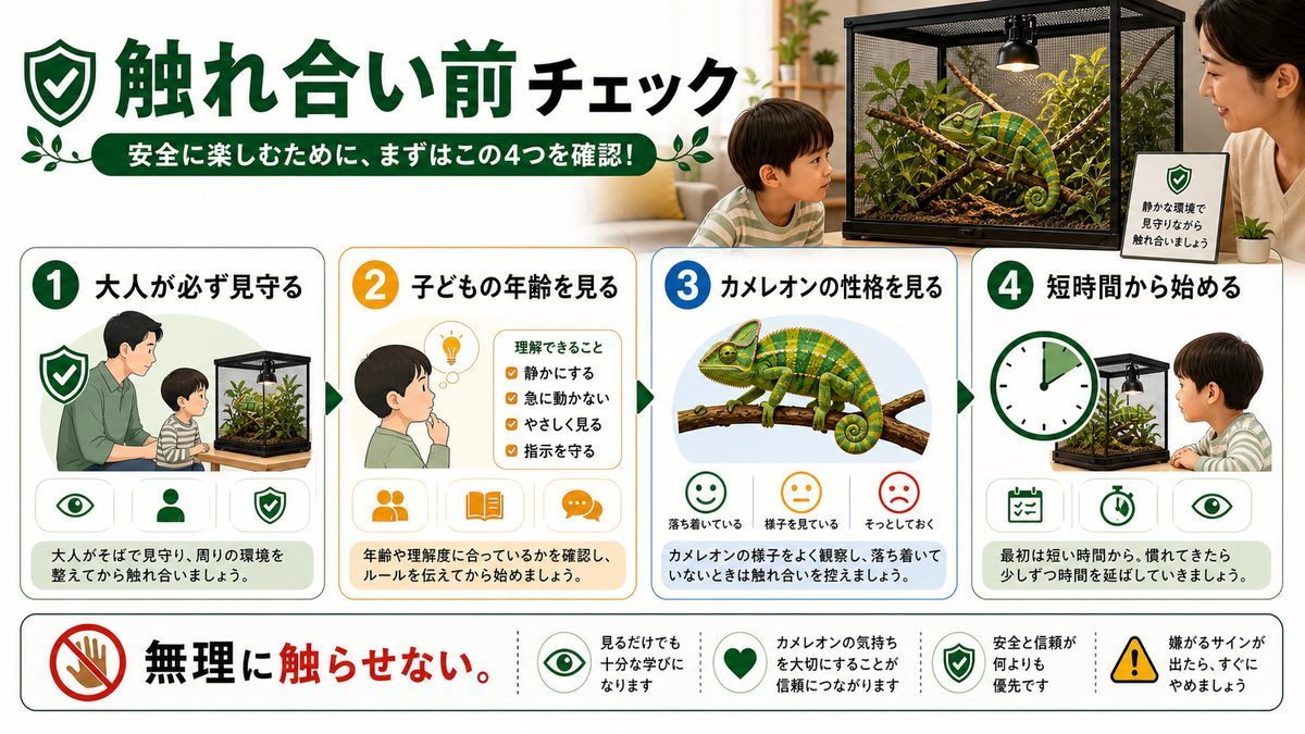 お子さんのカメレオンとの触れ合い方について！の要点をまとめたカメレオン・爬虫類飼育インフォグラフィック