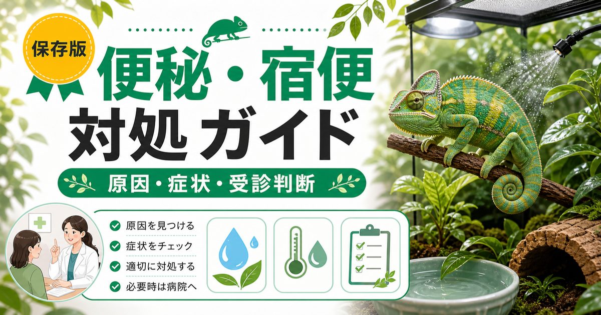 【1週間以上は要注意】カメレオンの便秘・宿便対処完全ガイド！原因・温浴・予防の要点を伝えるカメレオン・爬虫類記事アイキャッチ画像