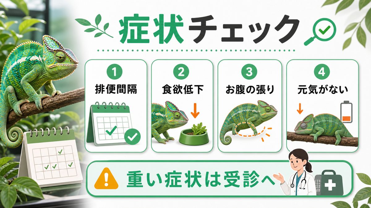 カメレオンの便秘の症状チェックの要点をまとめたカメレオン・爬虫類飼育インフォグラフィック