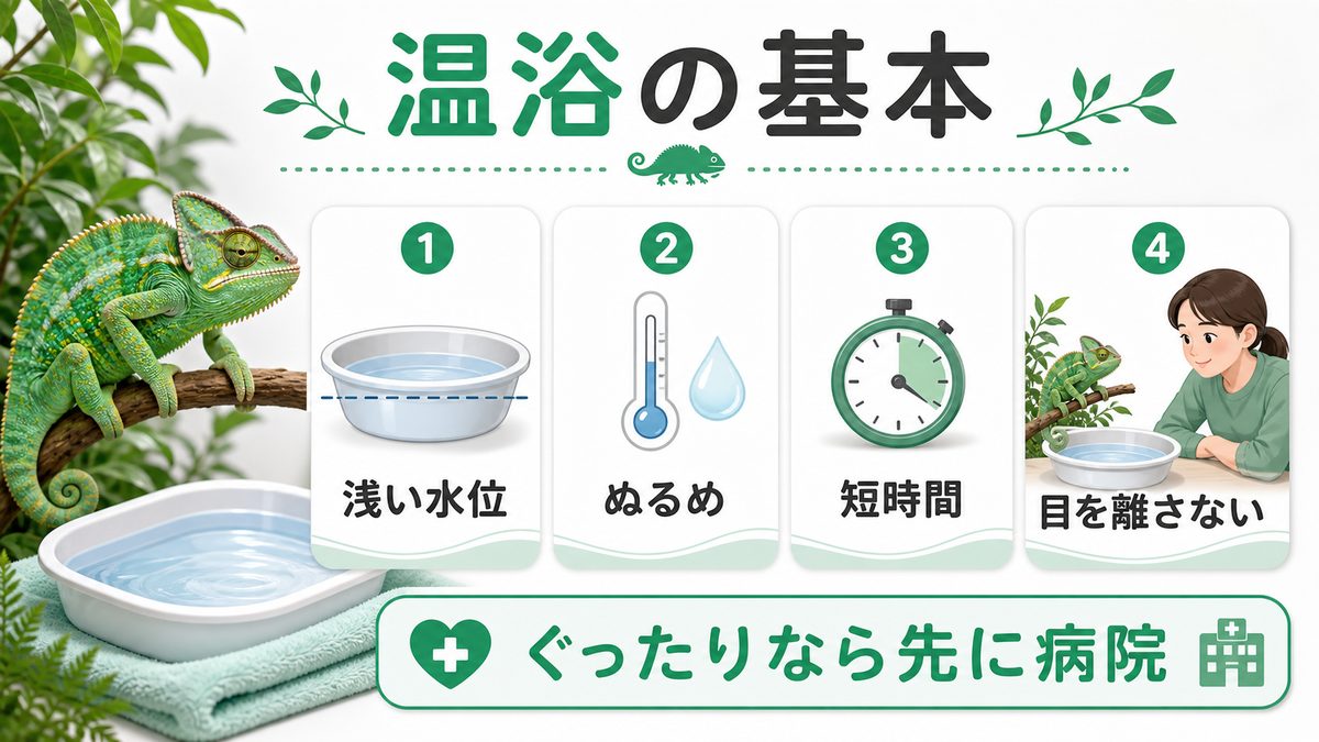 家庭でできる応急処置：温浴のやり方の要点をまとめたカメレオン・爬虫類飼育インフォグラフィック