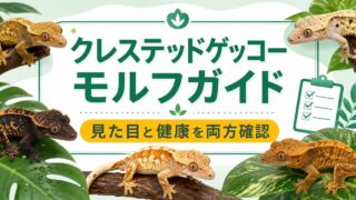 クレステッドゲッコーのモルフ（品種）完全ガイド！フレイム・ハーレクイン・パインストライプ・ダルメシアン等を徹底解説の要点を伝えるカメレオン・爬虫類記事アイキャッチ画像