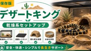 デザートキングスネーク（Lampropeltis splendida）飼育完全ガイド！北米砂漠地帯のキングスネークの特徴・ケージ・餌・モルフを徹底解説の要点を伝えるカメレオン・爬虫類記事アイキャッチ画像