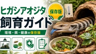 ヒガシアオジタトカゲ（Tiliqua scincoides）飼育完全ガイド｜オーストラリア最人気スキンクの特徴・飼い方の要点を伝えるカメレオン・爬虫類記事アイキャッチ画像