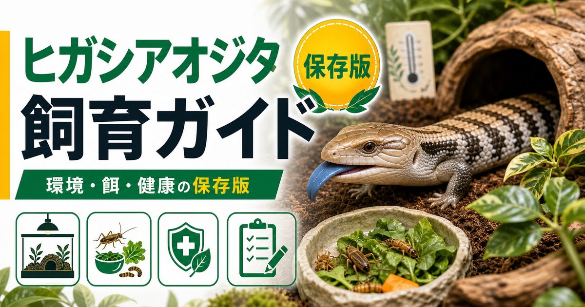 ヒガシアオジタトカゲ（Tiliqua scincoides）飼育完全ガイド｜オーストラリア最人気スキンクの特徴・飼い方の要点を伝えるカメレオン・爬虫類記事アイキャッチ画像