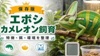 【立派なカスク】エボシカメレオンの飼い方・育て方を徹底解説！雌雄判別方法や幼体を育てるときの注意点についても網羅！の要点を伝えるカメレオン・爬虫類記事アイキャッチ画像